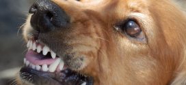 Will Your Pet Dog Eat You If You Died?